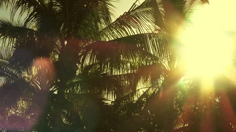Sun drenched palm trees with lens flare Video stock 48591076
