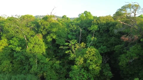 Sun-drenched panorama of a thriving green forest, a serene aerial perspecti.. Video stock 337280801