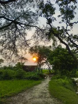 Sun-Drenched Pathway Through Rural Greenery Stock Photos