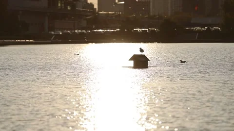 A sun-drenched pond, gold-colored water, a bird house on the water with a duck Stock Footage 158027524