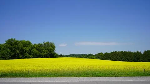 Sun Drenched Rape Seed Field Under Clear Blue Sky Stock Photos