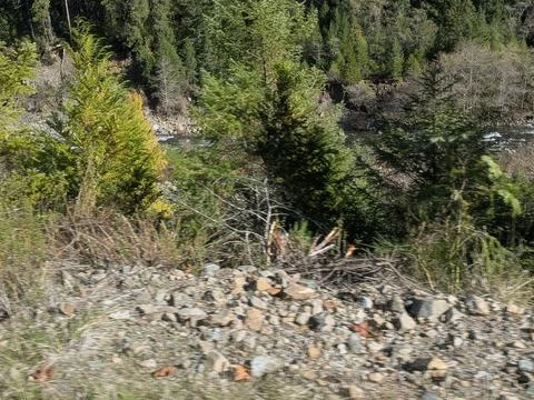 Sun-drenched rocks line a tranquil riverbank under a canopy of evergreens Stock Photos