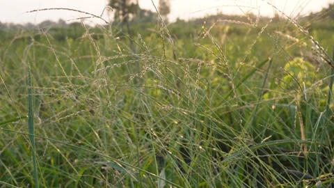 Sun Drenched Tall Grass Stock Footage 326158800