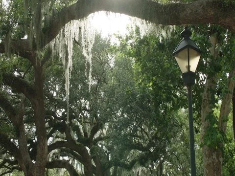 Sun-Drenched Trees in Savannah, Georgia Stock Footage 81253552