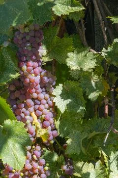 In a sun-drenched vineyard, clusters of grapes dangle gracefully from the v.. Foto stock