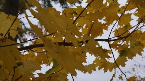 Sun-Drenched Yellow Foliage with Translucent Leaf Detail Stock Photos