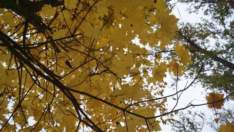 Sun-Drenched Yellow Maple Leaves on Tangled Branches Stock Photos