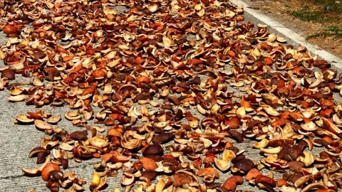 Sun dried copra coconut pieces scattered on concrete floor in sunlight Stock Footage 333802172
