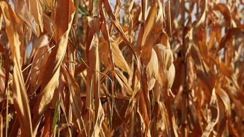 Sun-dried corn cobs on a plant during autumn field work Video stock 344102046