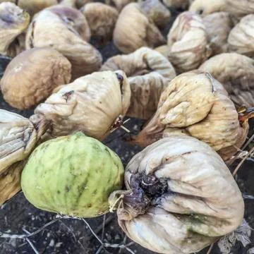 Sun dried figs Stock Photos