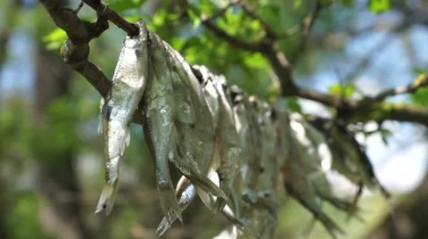 Sun-dried fish on a branch Stock Footage 63430210