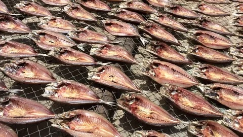 Sun-dried fish on the grid Stock-Footage 72143830