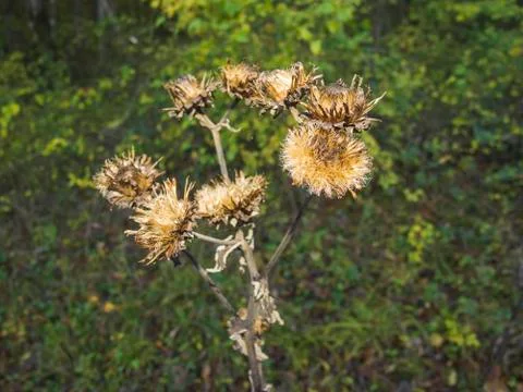 Sun-dried flower in the forest Stock Photos