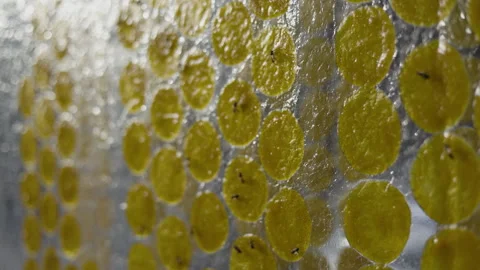 Sun Dried Mango Sheets With Bee Attracted To The Sweet Scent 01 Stock Footage 335086352