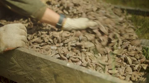 Sun dried nuts Stock Footage 210455273