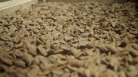 Sun dried nuts Stock Footage 210459850