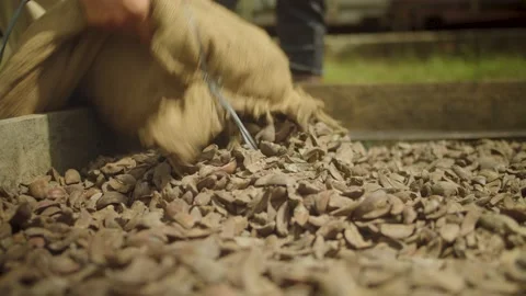 Sun dried nuts Stock Footage 210473613