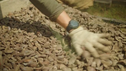 Sun dried nuts Stock Footage 210486274