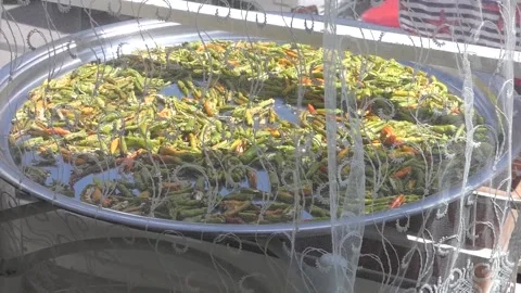 Sun-dried peppers, drying peppers at home, 動画素材 160192690