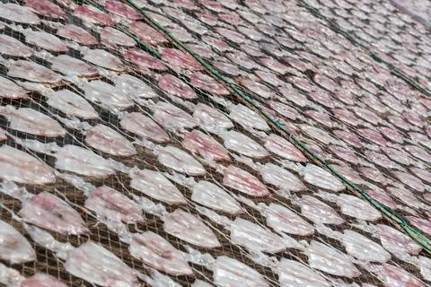 Sun dried squid on nets seafood processing Stock Photos