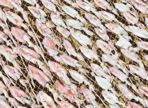 Sun dried squid Foto stock
