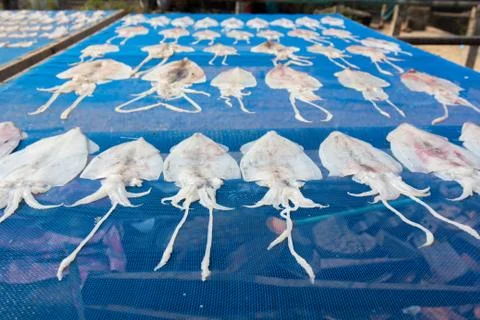 Sun Dried Squid under the sunlight Stock Photos