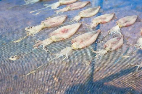 Sun Dried Squid under the sunlight Stock Photos