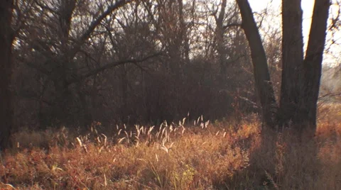 Sun, dry grass 스톡 동영상 43914677