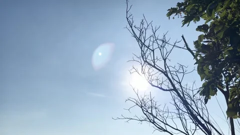 Sun With Dry Tree and Flare At Phulangka National Park Stock Footage 276759221