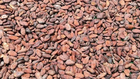 Sun-Drying Cocoa Beans, A Traditional Method for Rich Flavor and Quality 스톡 동영상 311084192