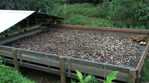 Sun-Drying Coconut Meat (Copra) 2 Видео 10713237