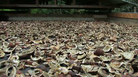 Sun-Drying Coconut Meat (Copra) Видео 10713241