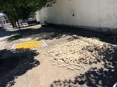 Sun-Drying Corn Cobs on a Street Under Tree Shade 스톡 사진
