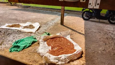 Sun-drying corn for poultry feed and human consumption. Stock Photos