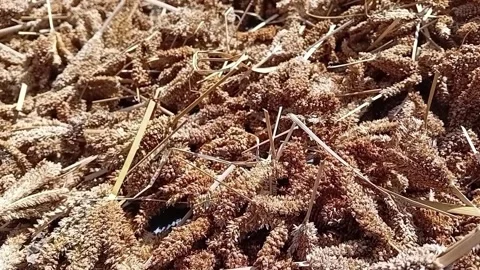 Sun Drying Finger Millet Ears, Close to Far Camera Move Stock Footage 340051235