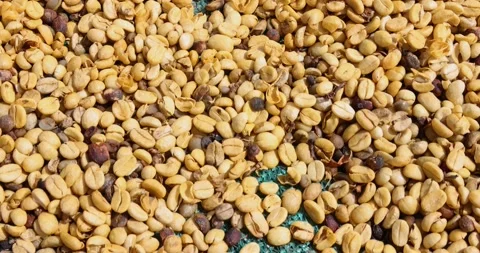 Sun drying fresh coffee beans in Boquete, Panama Stock Footage 205306954