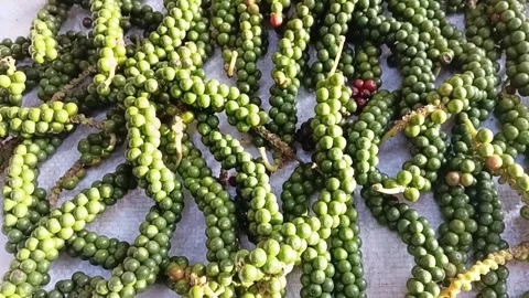 Sun Drying Green Peppercorns Slow Motion Shot Video stock 339251036