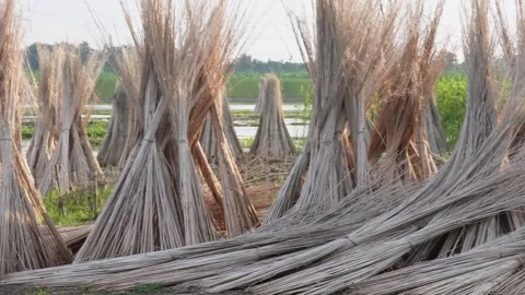 Sun drying jute sticks Video stock 344817070