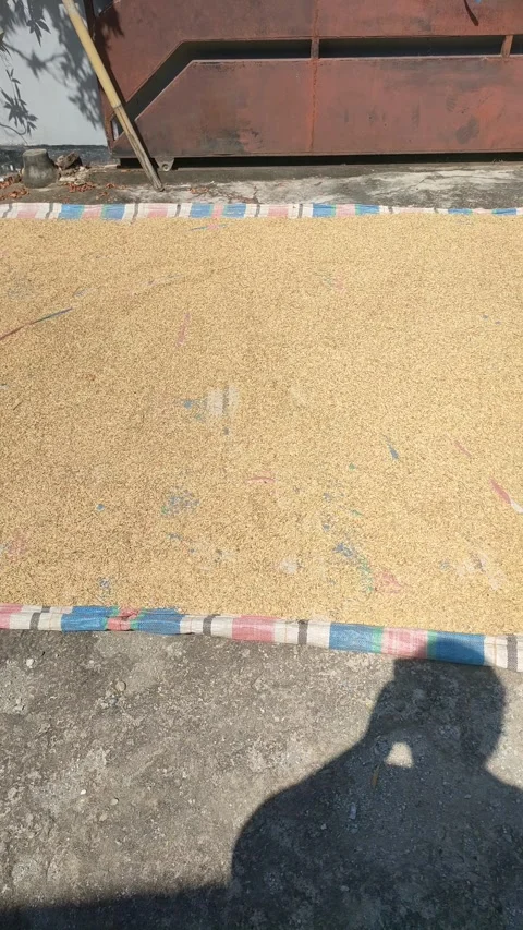 Sun Drying Paddy Rice in Home Yard Stock Footage 340462017