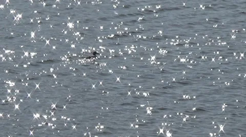 Sun, duck Stockbeeldmateriaal 49286325