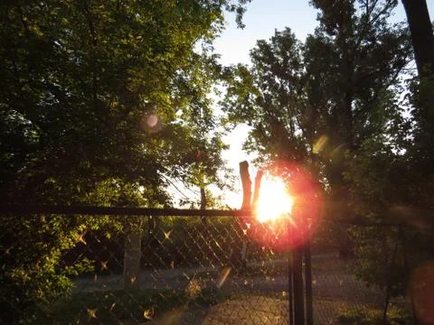 Sun during Sunset Seen through Trees and Fence Stock Photos
