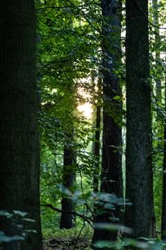 Sun emerging from behind thicket of trees in evening time Foto stock