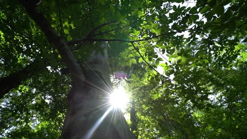 Sun Emerging from Behind a Tree and Shining into Moving Camera Lens 動画素材 312760150