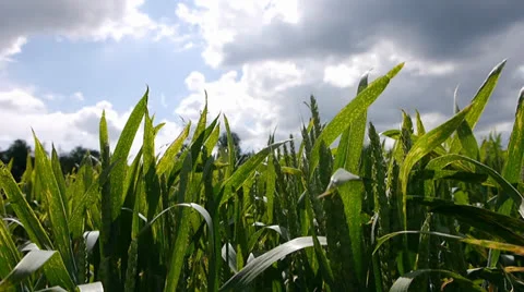 Sun Emerging Over Corn Field Stock Footage 22571921
