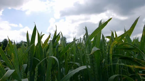 Sun Emerging Over Corn Field Timelapse Stock Footage 22571981