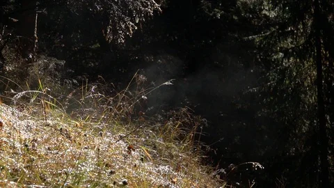 Sun evaporates dew from the ground Stock-Footage 129558669