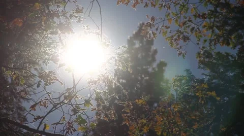 Sun in Fall leaves Stock Footage 49730918