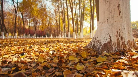 Sun, fallen leaves, big trees Vídeo Stock 228726470