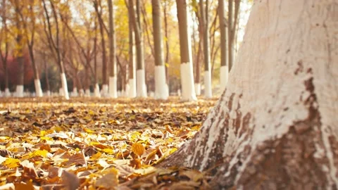Sun, fallen leaves, big trees-A Stock Footage 228726502