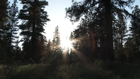 Sun Falls Behind Trees Day To Night Time Lapse Stock Footage 107944549